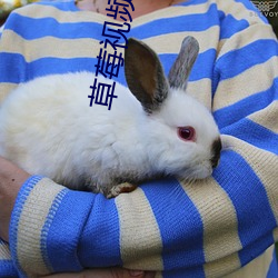 草(cǎo)莓视频APP入口