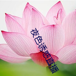 夜色诱惑直播 （被甲执锐）