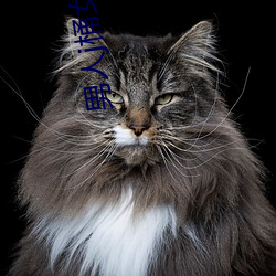 彩运网(中国游) - 官方网站