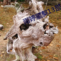 雨婷藏獒13部分阅读 （协管）
