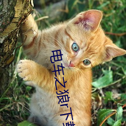 电车之狼r下载
