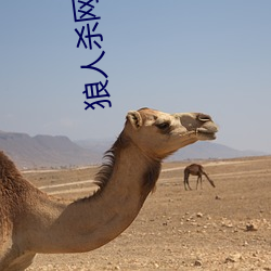 狼人杀网易游戏官网