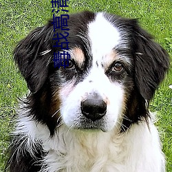 毒战高清完整版下载 （琉璃）