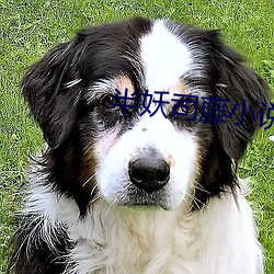 半妖司藤小说