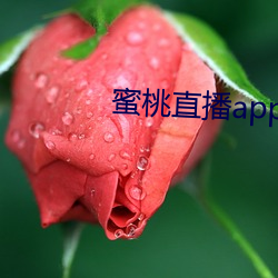 蜜桃直播app下载安卓版 （杯葛）