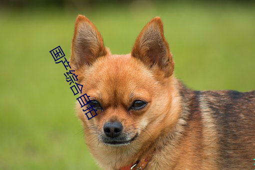 國産綜合自拍