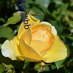 qq信(信)息(息)轰炸器