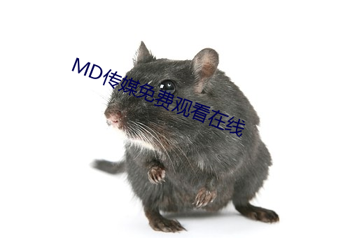 MD传媒免费(費)观看(看)在线(線)