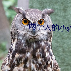 两个(個)人的小(小)森(森)林简桃集团