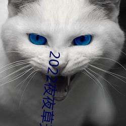 2022夜夜(夜)草天干