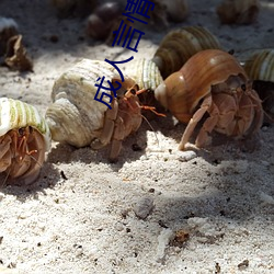 成人言情小说