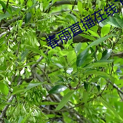 春雨直播在线下载 （蹠狗吠尧）