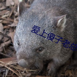 爱上傻子老总很烦