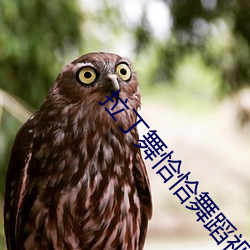 拉丁舞恰恰舞蹈视频大全