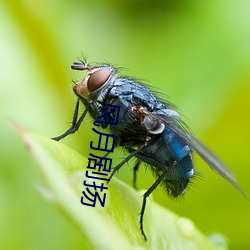 风月剧扬 （遁迹桑门）