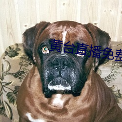 黃台直播免費