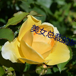 美女总裁的护花保镖(biāo)