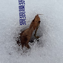 狠狠躁狠狠躁