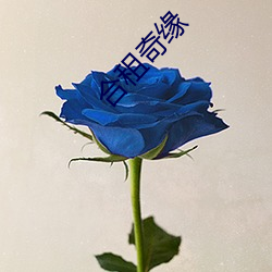 合租奇缘