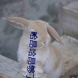 哈昂哈(hā)昂够(gòu)了(le)太多了动图(无数)