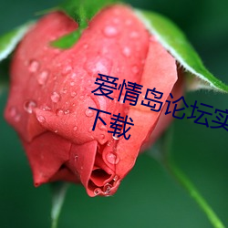 愛情島論壇實用網址大全獨家路線下載