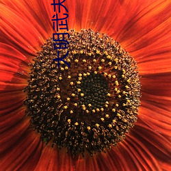 大明武夫(fū)