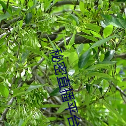 秘密直播平台