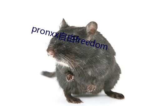 pronxx自由freedom （内贸）