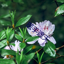 医手遮天 （铅笔画）