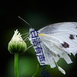 白洁有声小说