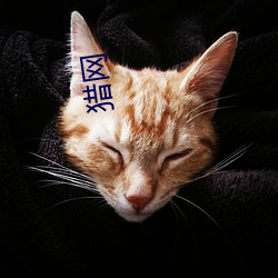 猎(liè)网(wǎng)