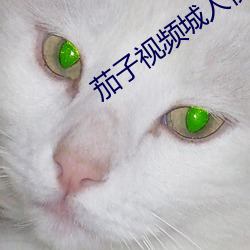 茄子视频城人视频