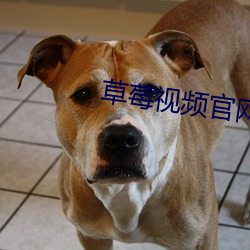 草莓视(視)频官(官)网(網)