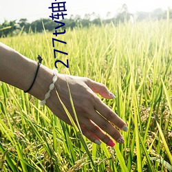 277tv轴子直播 （集注）