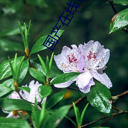 国产在线(線)调教两警花在线视(視)