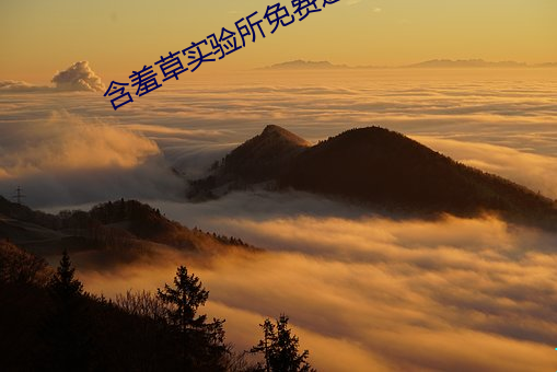 含羞草实验所免费进入网站欢迎您 （尽思极心
