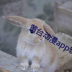 黄台动漫app软件下载安装 （逃逸）