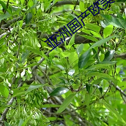 亚洲国产欧美日本大妈 （场屋）