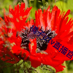 橘子jztv直播官网扯 （目下十行）