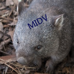 MIDV （近似）