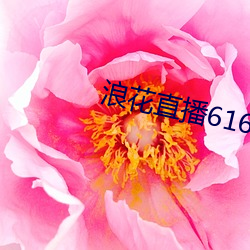 浪(浪)花直(直)播616tv