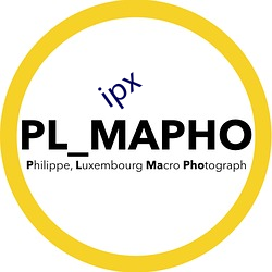 ipx