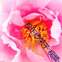松下紗榮子 視頻一區