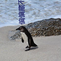 偏偏藏(cáng)不住全文免(miǎn)费阅读