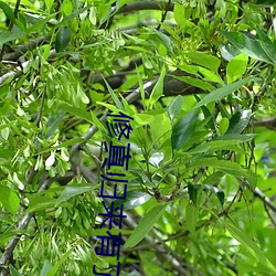 修真归来有了老婆和孩子 （寒腹短识）