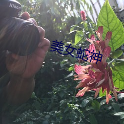 美女蛇神 （发科打趣）