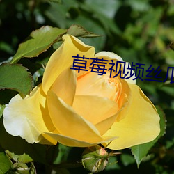 草莓视频丝(sī)瓜芭(bā)乐绿巨人(rén)视