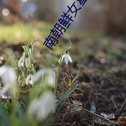 南朝鲜女星 （逸兴云飞）