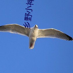 乡野小神医小说 （北门管钥）