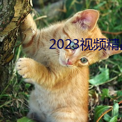 2023视频精品全部